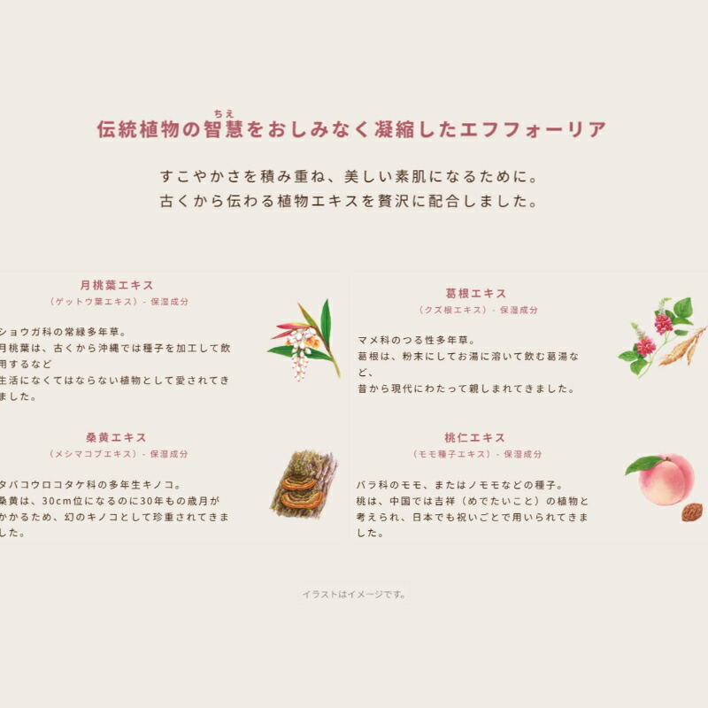 イグニス モイスチュアライジング エフフォーリア エッセンス〈美容液〉40ml 伝統植物エキス配合 密着感 角層までじっくり浸透 積極的にサポート エイジングケア ハリ うるおい みずみずしい 乾燥防止 強力な水分補給 ハーバルフレッシュの香り IGNIS ignis - 画像 (3)