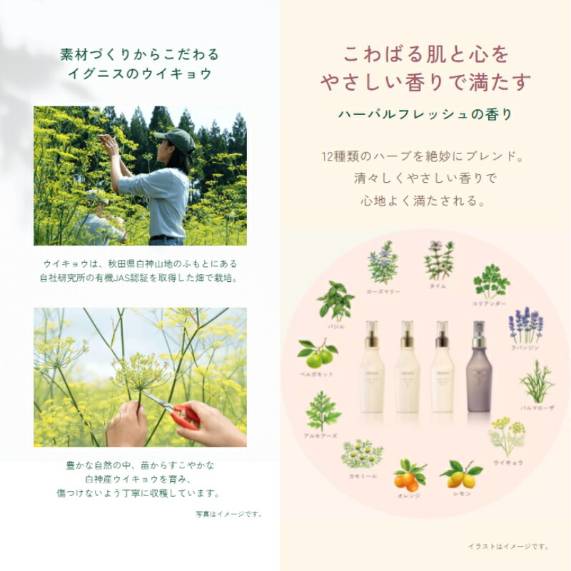 イグニス モイスチュアライジング ミルク I〈乳液〉110g 深呼吸ミルク ボタニカルケアミルク こだわりの植物成分 うるおい 保湿 心地よくなめらかな感触 肌になじむ グレープシードオイル キウイエキス クレソンエキス うるおいのあるしなやかな肌へ IGNIS ignis - 画像 (5)