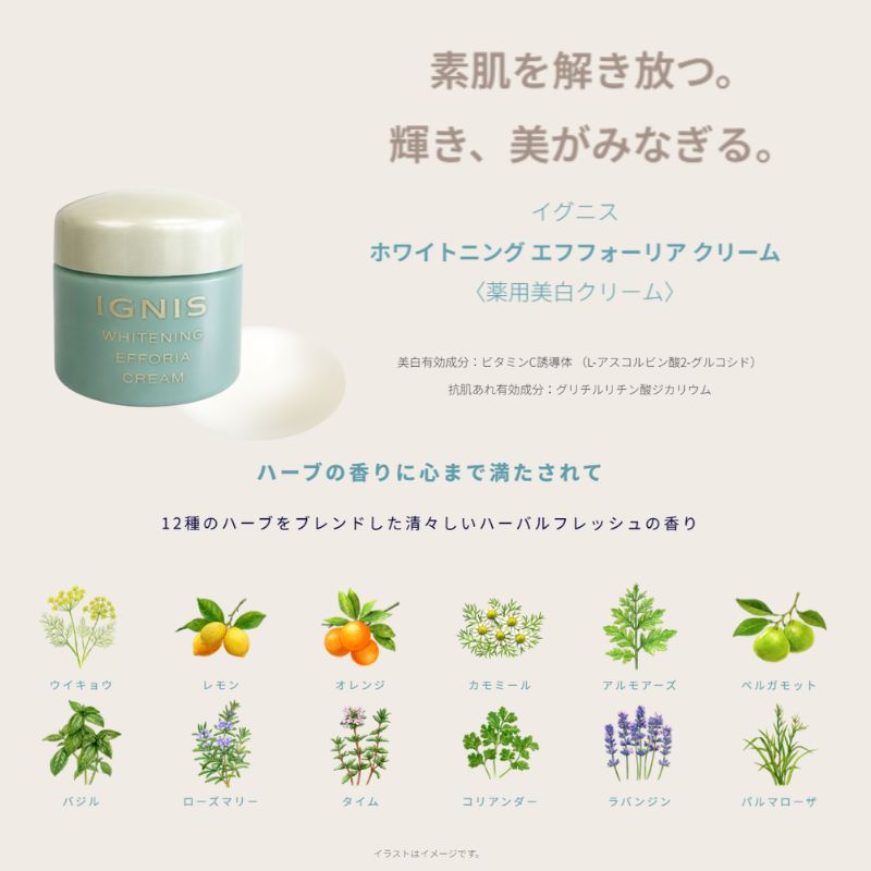ネコポス速達!イグニス ホワイトニング エフフォーリア クリーム〈薬用美白クリーム〉4g 外箱なし ミニサイズ 特製サイズ サンプル 美白有効成分 抗肌荒れ有効成分 ハリ 肌荒れを防ぐ メラニン生成抑制 シミ・ソバカス防止 伝統植物エキス贅沢配合 IGNIS ignis - 画像 (4)