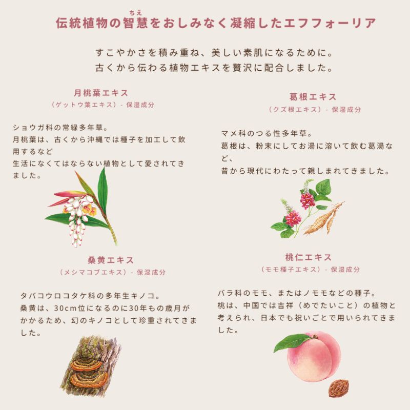 ネコポス速達!イグニス モイスチュアライジング エフフォーリア クリーム 0.4g*6枚 お試しセット サシェサンプル トラベルサイズ エイジングケア 保湿成分 ハリ 密着感 伝統植物エキス贅沢配合 積極的に肌サポート 心地よいハーバルフレッシュの香り IGNIS ignis - 画像 (2)