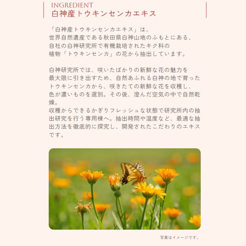 イグニス テンダー ピュア クリーム〈薬用クリーム〉医薬部外品 70g フェイスクリーム 肌あれ予防 ゆらぎ肌 保湿 潤い アルコールフリー パラベンフリー 植物由来成分 スキンケア キメ しっとり やわらかい肌 乾燥対策 ハーバルフレッシュの香り IGNIS ignis - 画像 (6)